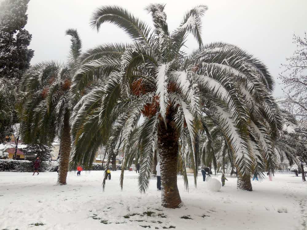Пальмы зимой в Сочи