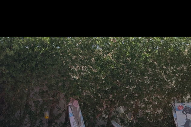 ШОУ ДЕЛЬФИНОВ и плавание с дельфинами