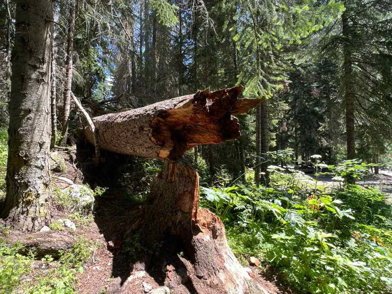Экскурсия в Архыз из Кисловодска: древние храмы и монастырь — фото 4, Кисловодск | Покатаем