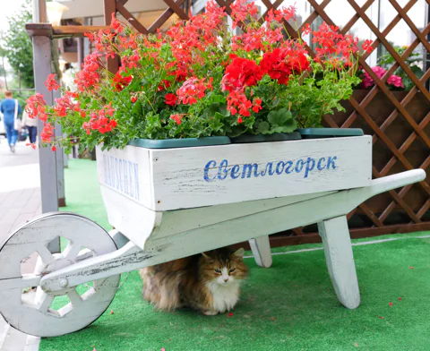 Три города за один день: Балтийск, Янтарный и Светлогорск из Зеленоградска
