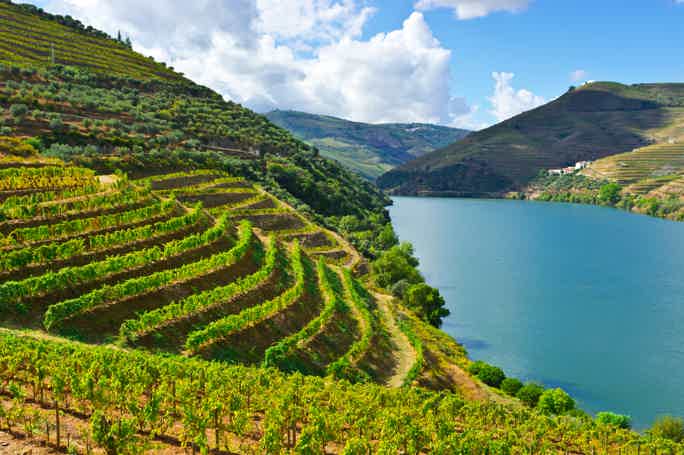 From Porto: Explore Douro Valley w/ Riverwalk, Wine Tasting and Lunch