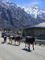 Экскурсия "Верхняя Балкария : Колыбель Балкарского народа" - фото отзыва 4