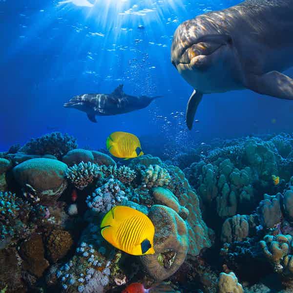 Дайвинг в Хургаде — красоты подводного мира Красного моря - фото 6