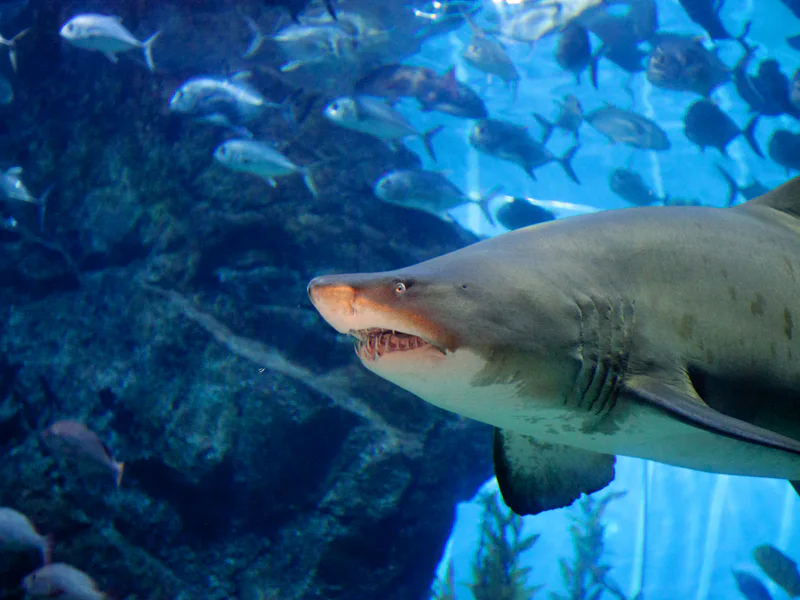 Океанариум Sea Life в Бангкоке — фото 7, Бангкок | Покатаем