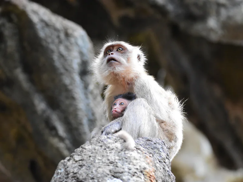 Author's tours of Phuket in the format of a live quest LOST PHUKET — photo 6, Phuket | Pokataem