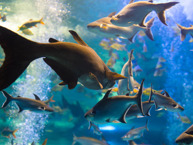 Океанариум Sea Life в Бангкоке — фото 4, Бангкок | Покатаем