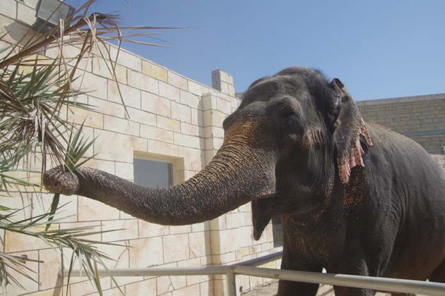 Виды Зоопарк в Абу-Даби — Emirates Zoo