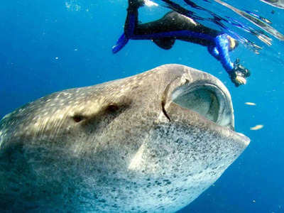 Мексика: плавание в океане с Китовыми Акулами и Гигантскими МантамиПрограмма группового тура: