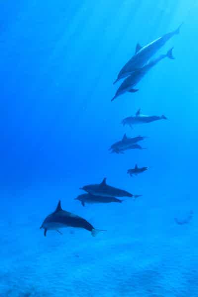 Саттаях риф — дом дельфинов - фото 3