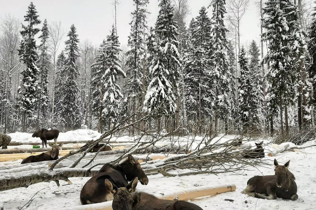 Из Костромы на лосиную ферму на автомобиле — фото 3