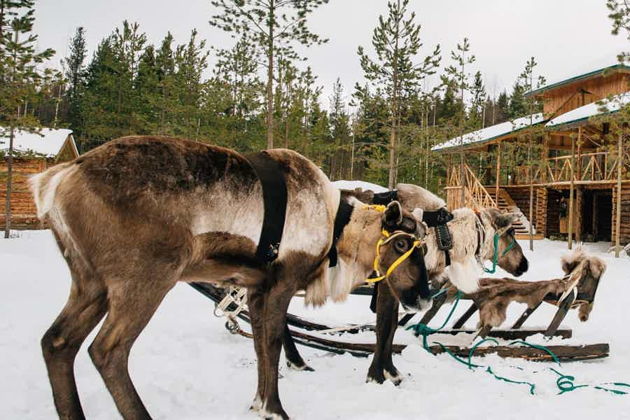 В гости хаски и оленям с обзорной из Петрозаводска