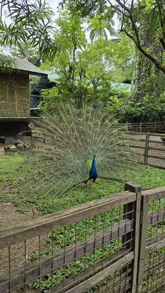 Север острова Себу - сафари-парк и горячие источники  - фото 3