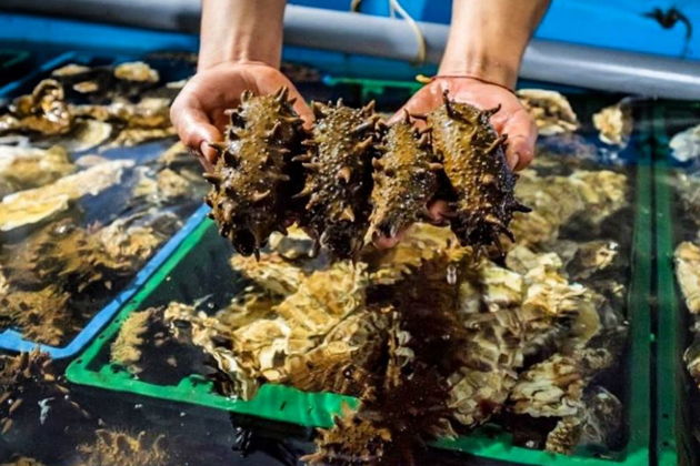 Главное изображение экскурсии - Мореферма, форты, батареи и мысы Русского острова