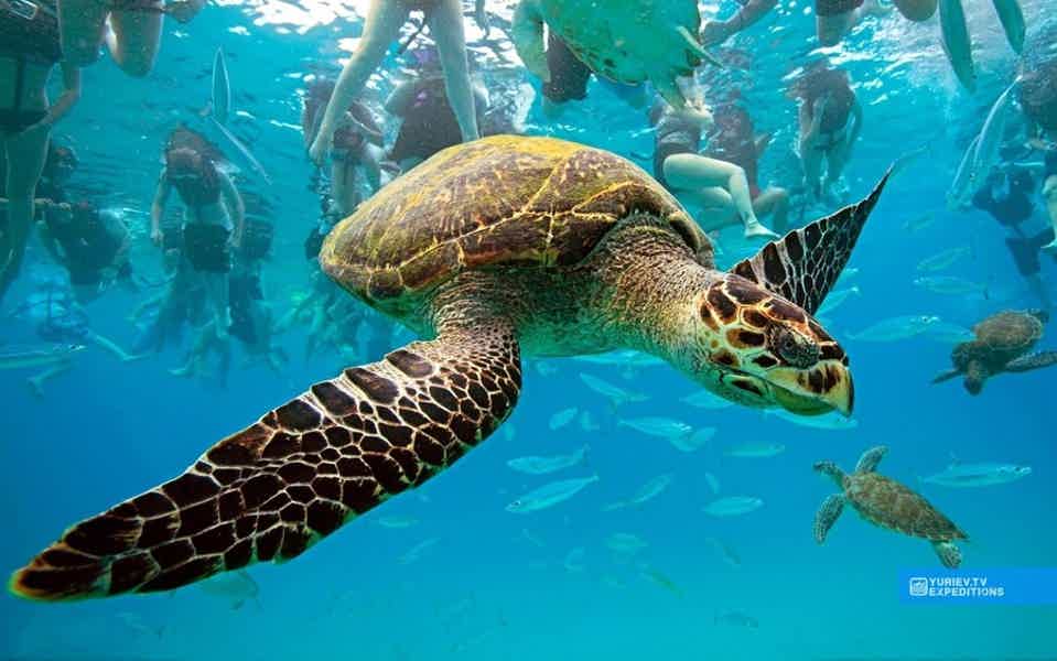 Мексика: плавание с черепахами в открытом море и одни из самых красивых Сено - фото 5