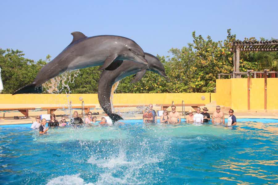 Плавание с дельфинами из Шарм-эль-Шейха - фото 2