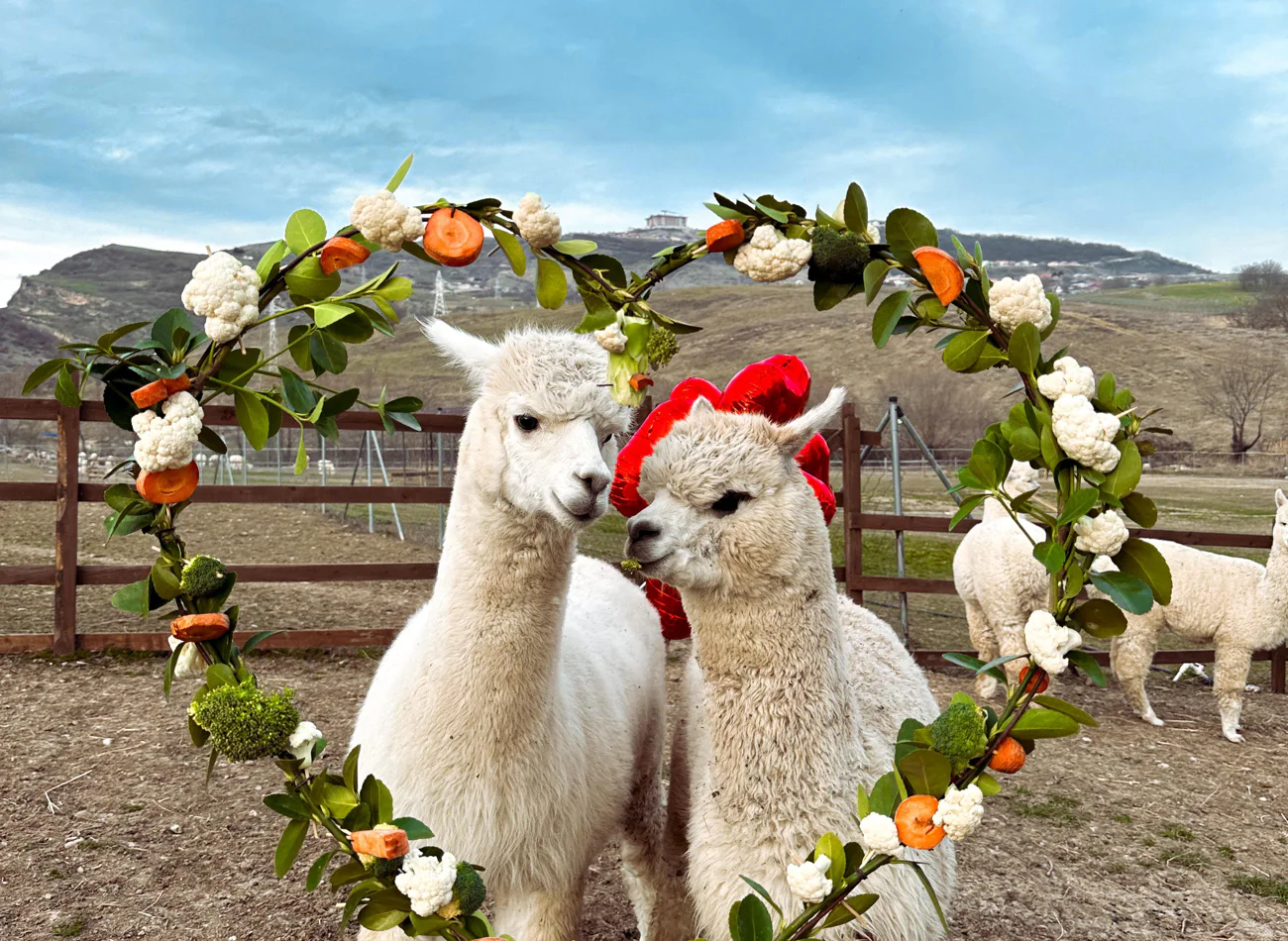 Meet the unique and friendly Alpacas — tour in Baku, Azerbaijan | Pokataem