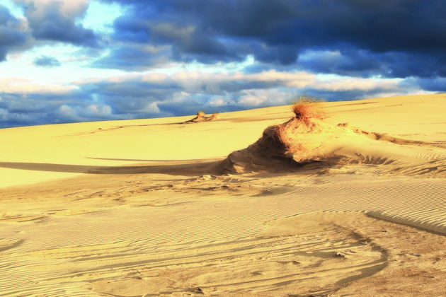 Виды Куршская коса из Светлогорска: Танцующий лес, Высота Эфа, визит-центр