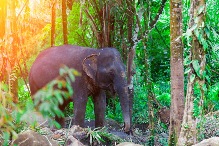 Рафтинг в Као Лаке, тур по центру слонов и черепах (на английском языке) - фото 6