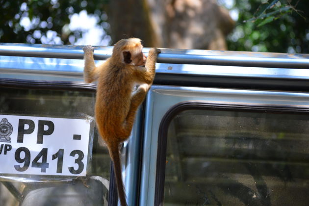 Главное изображение экскурсии - Сафари в национальном парке Яла
