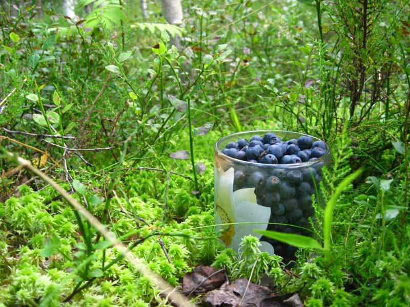 Карельские дары леса: собираем грибы и ягоды в Суоярви - фото 5