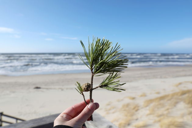 Виды Куршская коса и ЗЕЛЕНОГРАДСК: Легенды моря