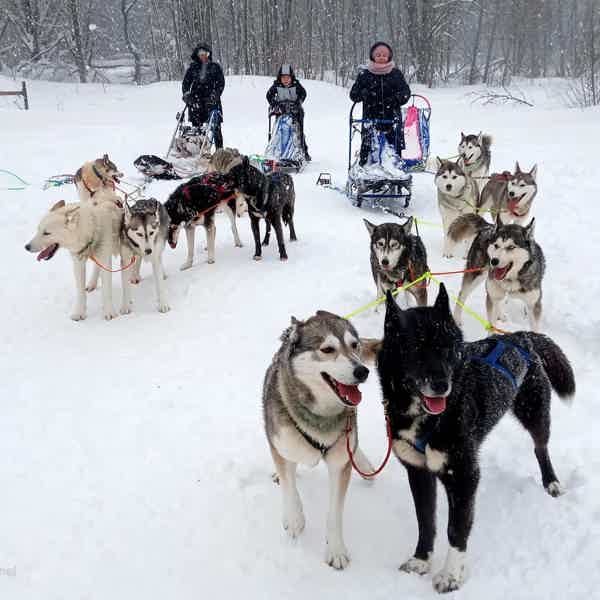 В гости к хаски из Петербурга - фото 4