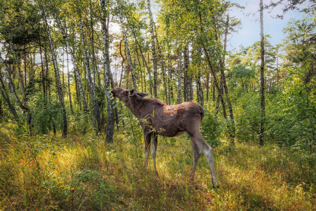 Куршская коса и Зеленоградск! — фото 3