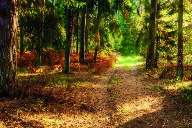 Виды Куршская коса из Светлогорска: Танцующий лес, Высота Эфа, визит-центр