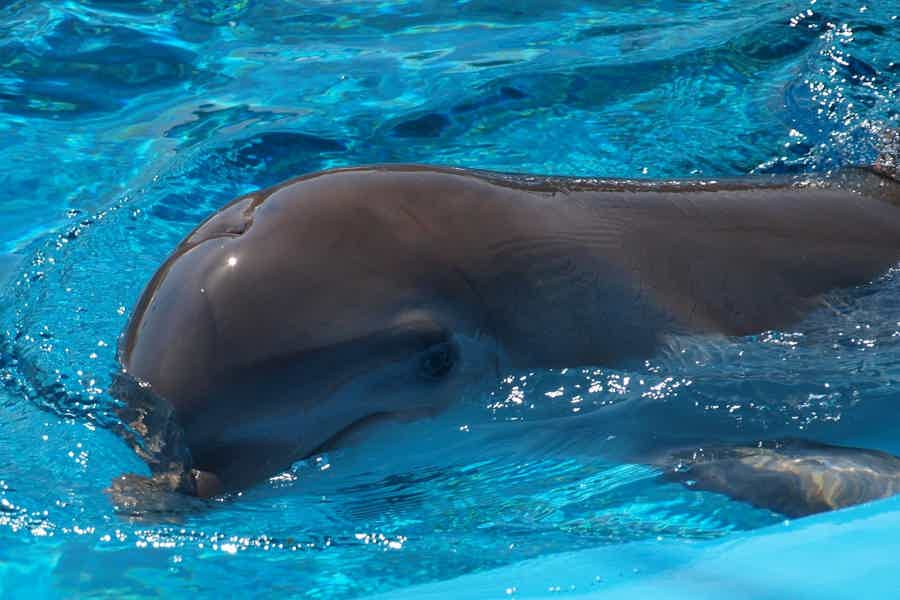 Плавание с дельфинами из Шарм-эль-Шейха - фото 4