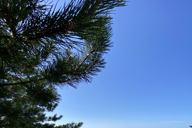 Виды Куршская коса и Зеленоградск. Просто и со вкусом