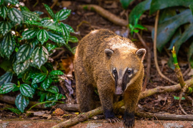 Экскурсия к водопадам и пещерам тропических лесов Тижуки