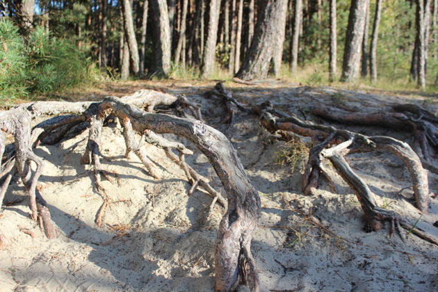 Виды Куршская коса — первое свидание