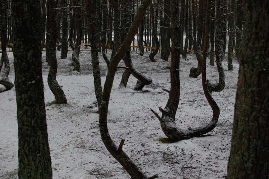 Экскурсия в национальный парк «Куршская коса» на транспорте туристов - фото 6