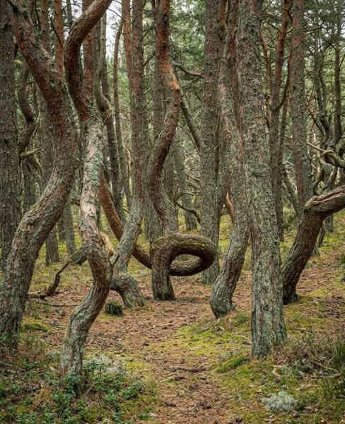 Из Зеленоградска к Куршской Косе в мини-группе - фото 3