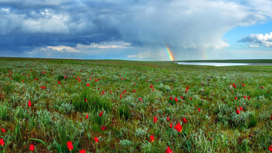 Тур на цветение тюльпанов в степи в Ростовский заповедник