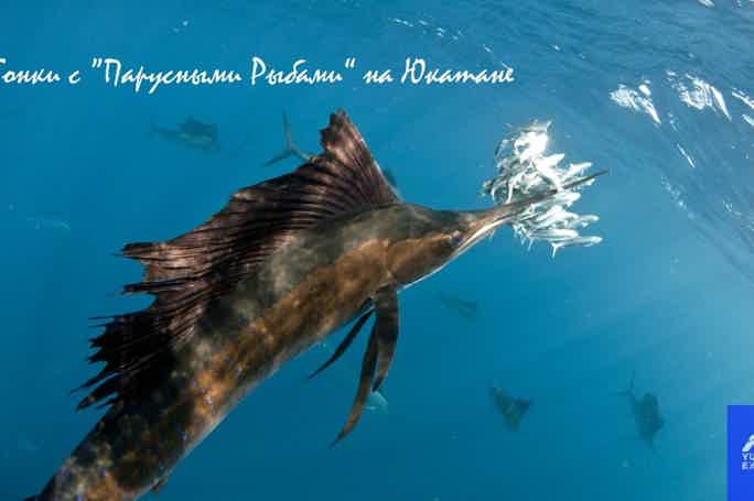 Мексика: плавание в океане с самыми быстрыми морскими созданиями "Рыбами-Парусниками"