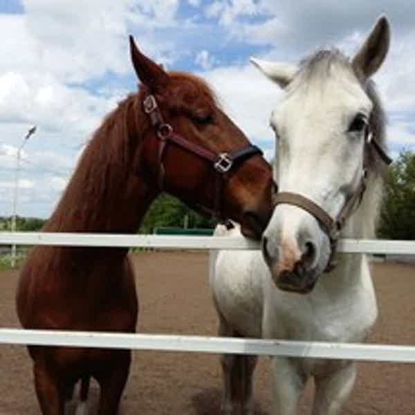 Познайте удивительный мир лошадей в конном клубе «Ангел» - фото 1