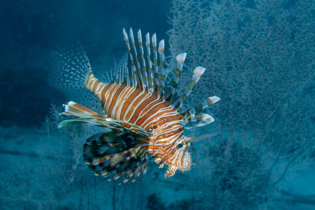 Дайвинг для сертифицированных дайверов в Фуджейре (без трансфера)