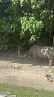 Экскурсия "Сафари на джипе по парку Bali Safari and Marine park" - фото отзыва 1