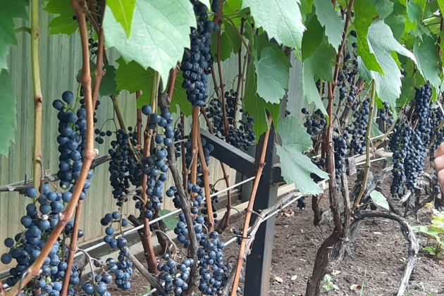 Виды «В гостях у Винодела» на Садгороде