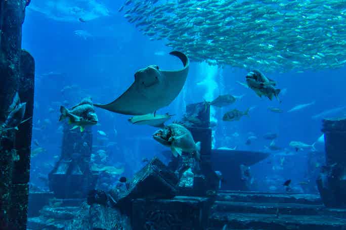 Обзорная экскурсия по Дубаю с посещением аквариума