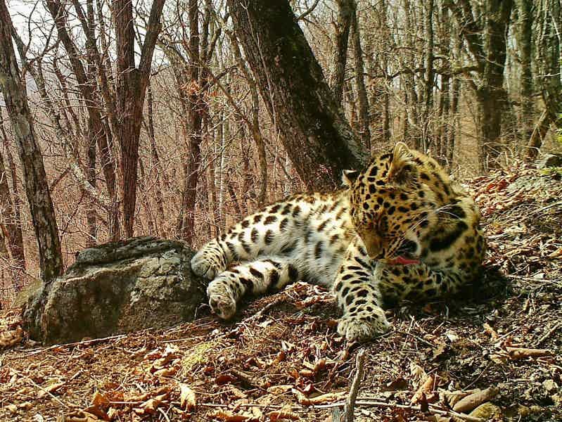 В Гузерипль по «тропе леопарда» + термальные источники - фото 1