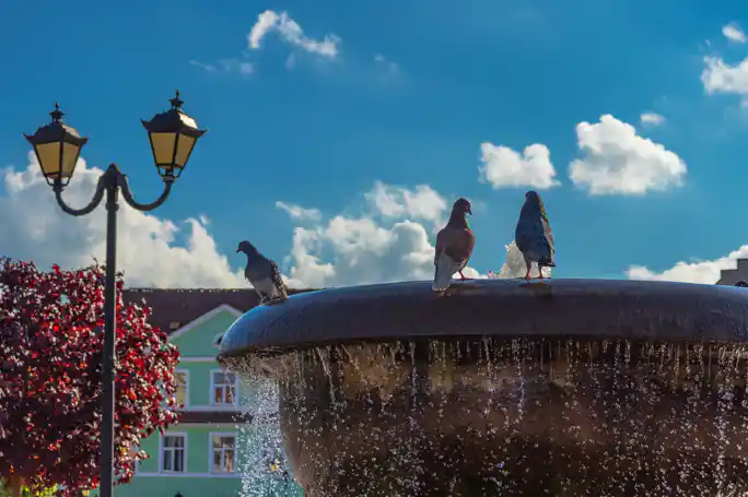 Экскурсия в Черняховск, замок Тапиау и Гвардейск (из Светлогорска)