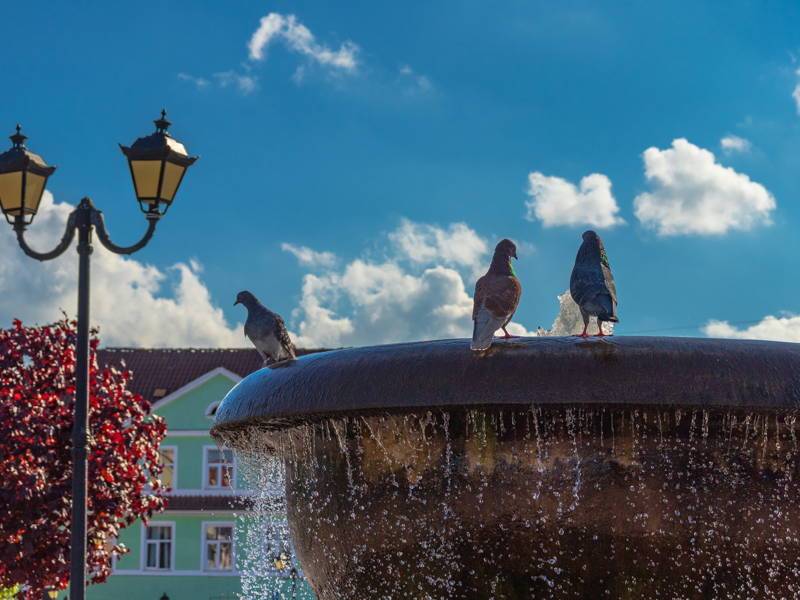 Экскурсия в Черняховск, замок Тапиау и Гвардейск (из Светлогорска)