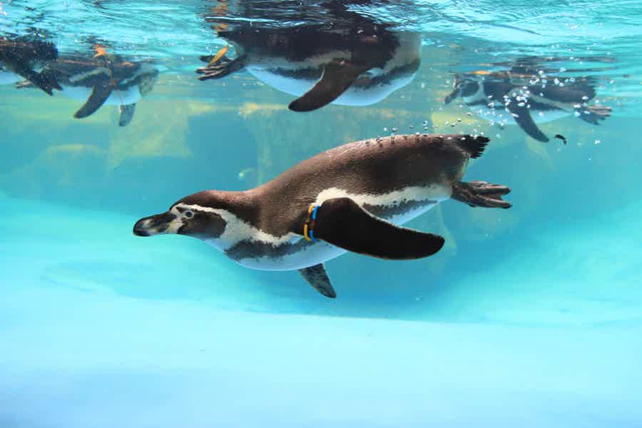 Авторский тур «В мире животных»: океанариум, дельфинарий, пингвинарий - фото 3