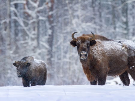 Национальный парк «Орловское полесье»