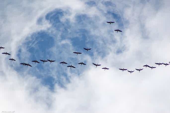 Птицы Канонерского острова