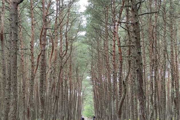 Виды Куршская коса — жемчужина Балтики