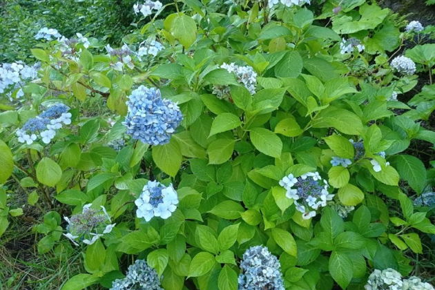 Виды Тайны восточной Абхазии: Ткуарчал и город-призрак Акармара