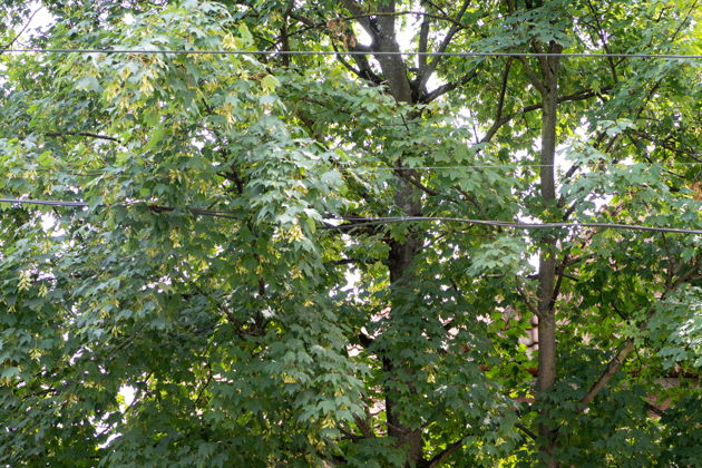 Виды Очарование Ратсхофа